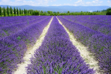 Huile essentielle de lavande vraie (officinale), propriétés, et Bienfaits