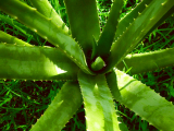 Aloe Vera : Bienfaits, Propriétés, Effets, Posologie