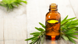 Huile essentielle d&rsquo;arbre à thé (tea tree): Propriétés, Bienfaits, Posologie, Astuces