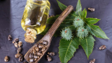 L&rsquo;utilisation de l&rsquo;huile de ricin pour le soin et la beauté